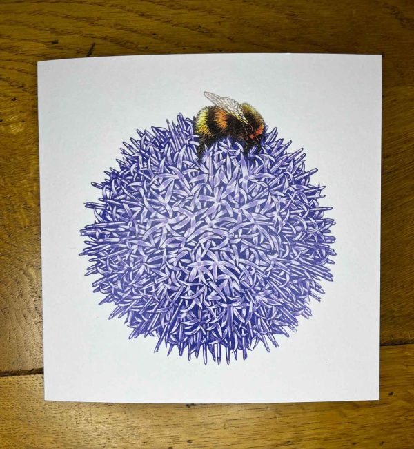 Bee on a Globe Thistle - ‘On top of the World’